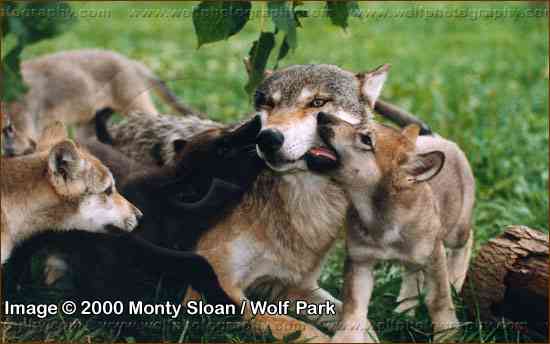 Karin & Pups - Image #98-209-01