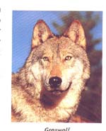 Grauwolf