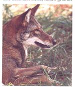 Rotwolf